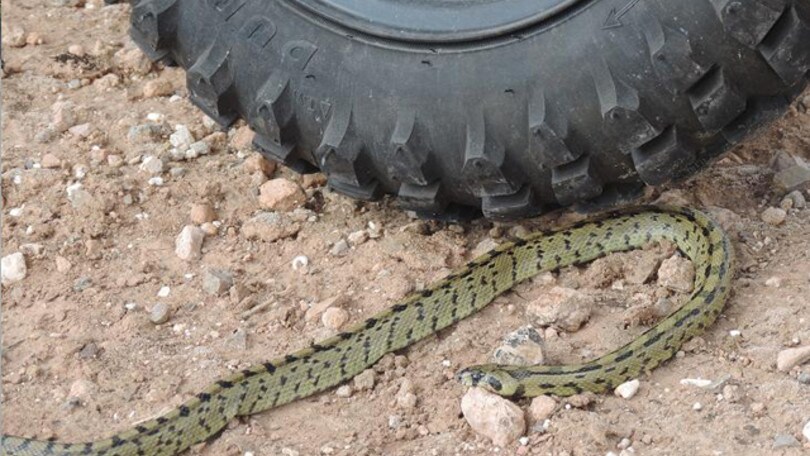 Il Generale Lee in Spagna (6a puntata)