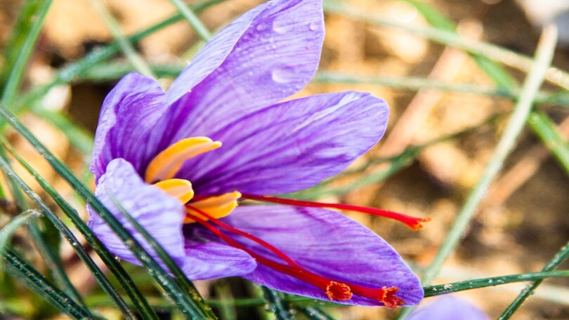 In viaggio tra Umbria, Lazio e Veneto fra ricette locali e antiche tradizioni