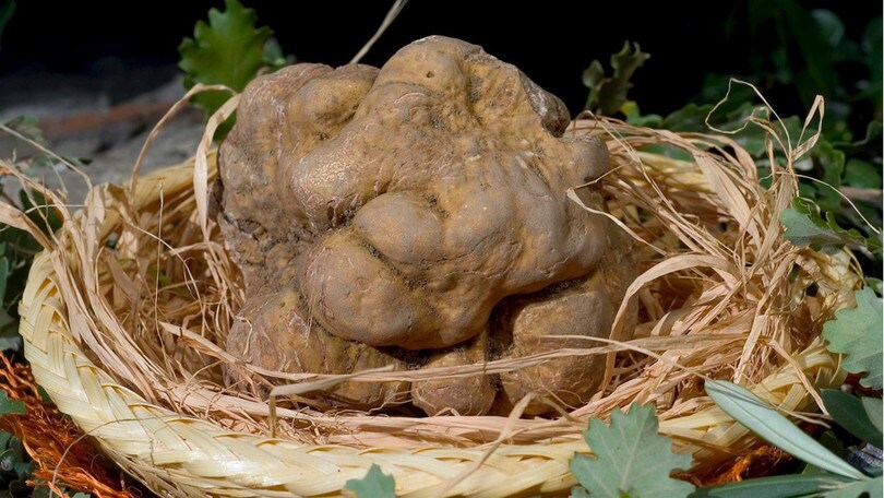 Tartufi, biscotti e specialità di mare protagonisti del weekend del gusto