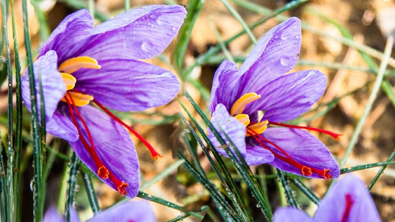 Tartufo bianco e calzoni pugliesi, così i borghi italiani festeggiano il weekend del gusto