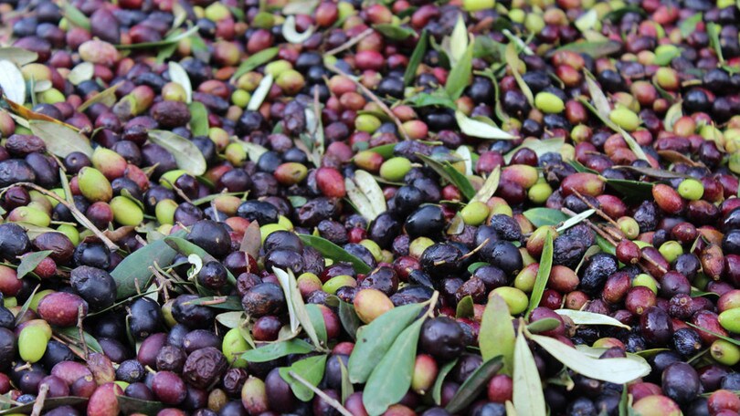 Bruschette e vino novello, così i borghi d’Italia festeggiano il weekend delle sagre
