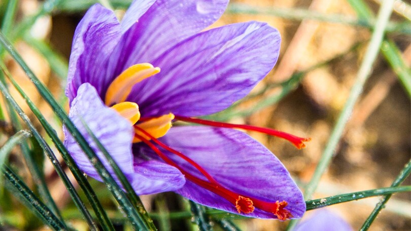 Sagre, nel fine settimana si festeggia con zafferano e formaggi di malga