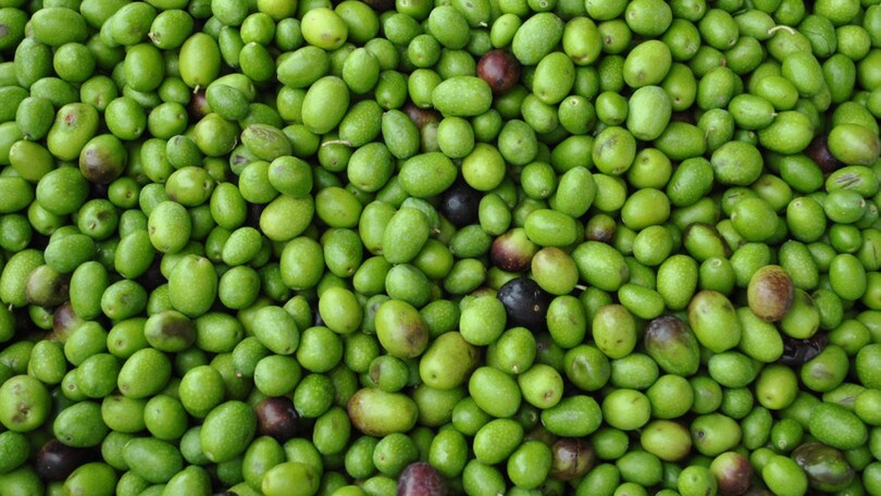 Nel weekend del gusto si viaggia tra Canino, Greccio, Cologna Veneta e Carpendolo