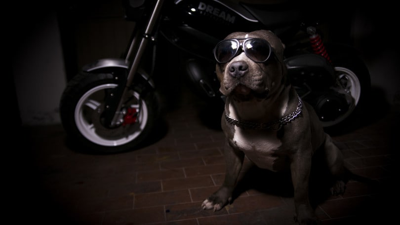 Suzuki TR50 Street Magic by IDM - LE FOTO