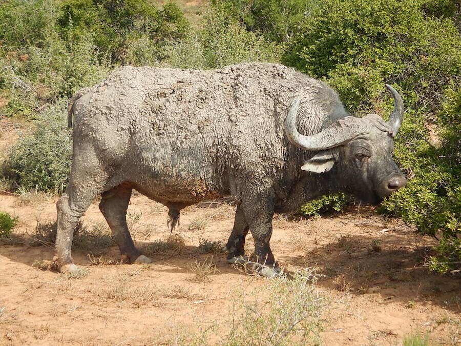 Report HAR 2019: Sud Africa #2 - LE FOTO