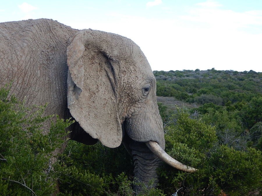 Report HAR 2019: Sud Africa #2 - LE FOTO