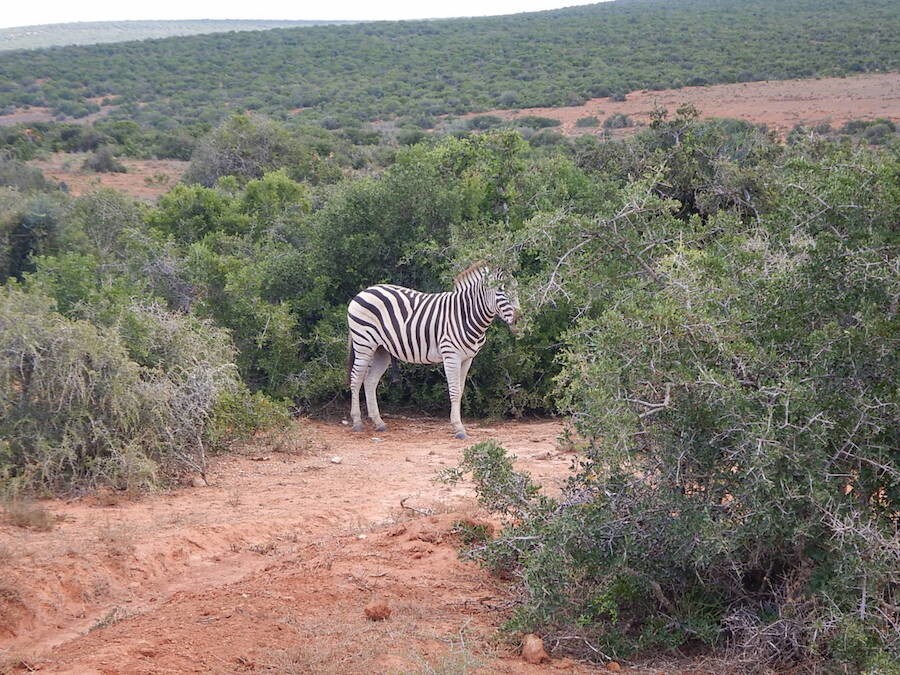 Report HAR 2019: Sud Africa #2 - LE FOTO