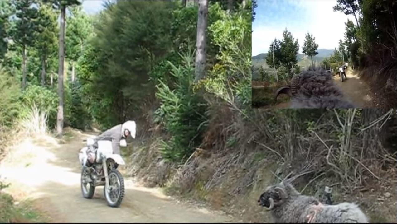 Montone aggredisce motociclista - IL VIDEO