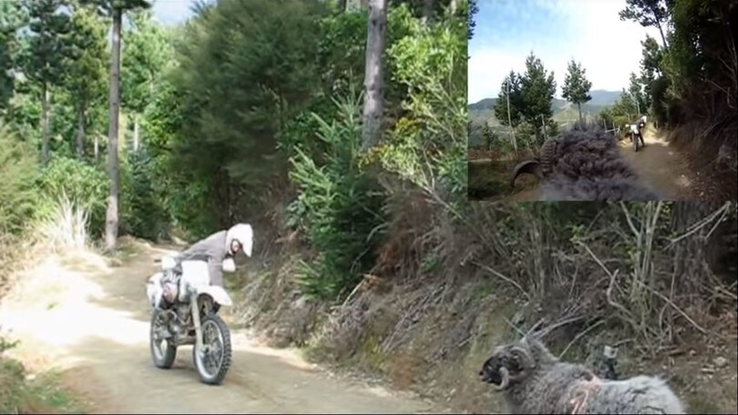 Montone aggredisce motociclista - IL VIDEO