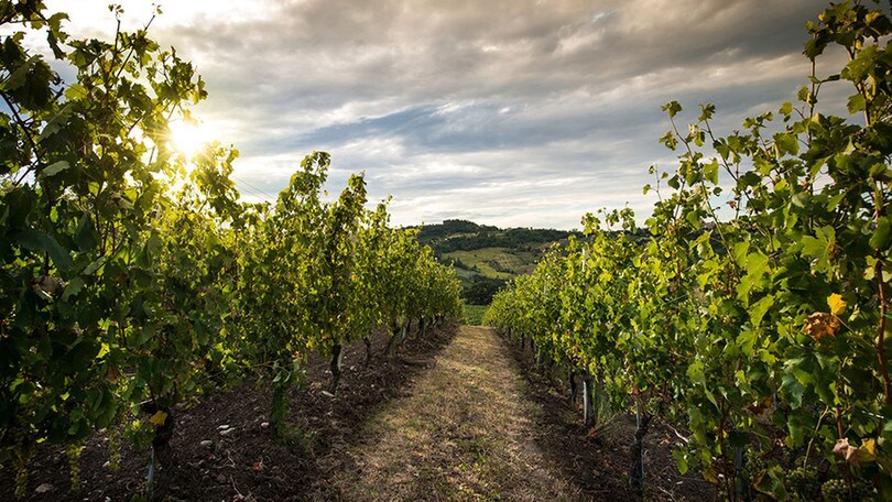 Sagre, si festeggia tra vini e sapori di mare