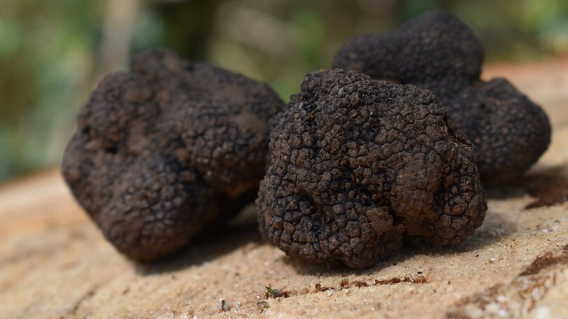 Sua maestà il tartufo vi dà il benvenuto alla sagra di Canterano