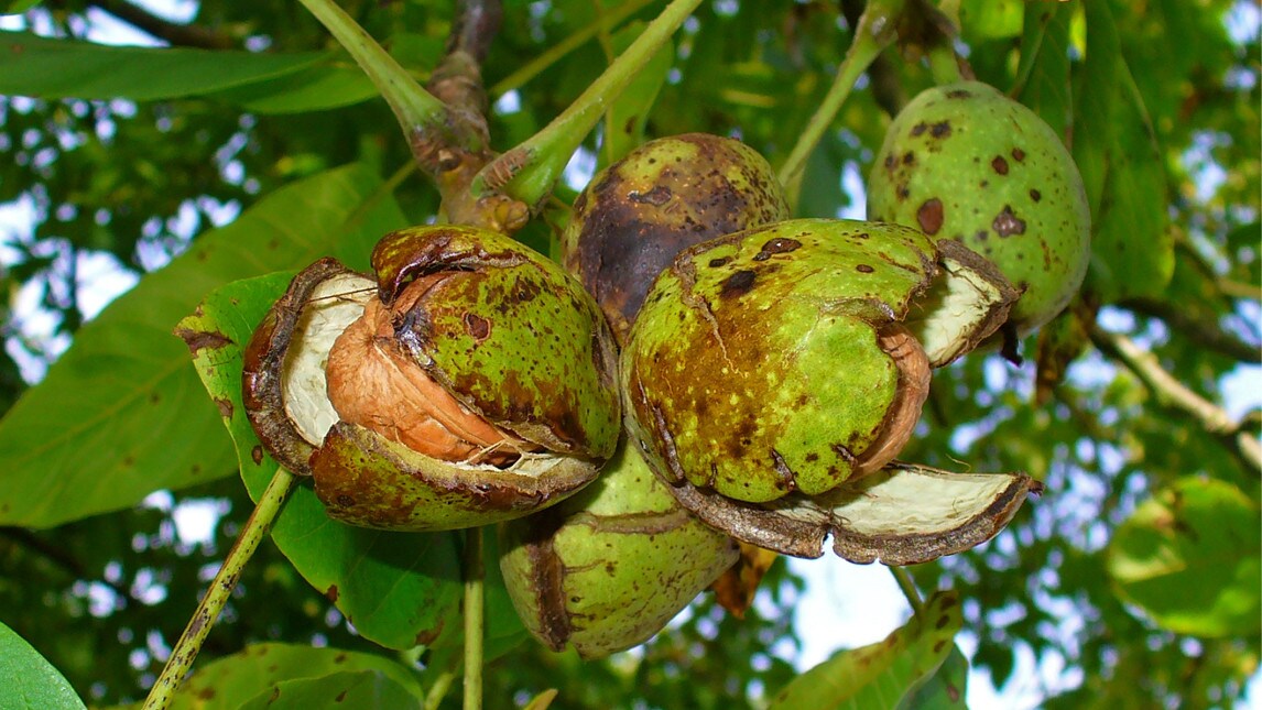 Il menù settimanale delle sagre propone noci, formaggi e castagne