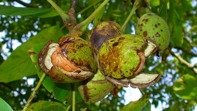 Il menù settimanale delle sagre propone noci, formaggi e castagne