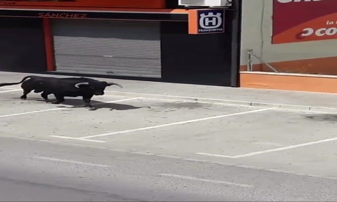 Toro scatenato prende a cornate una moto VIDEO