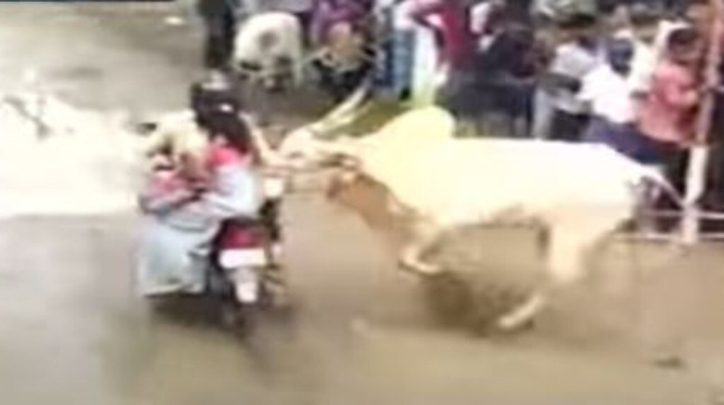 Toro infuriato carica una famiglia sul motorino: botto impressionante! VIDEO