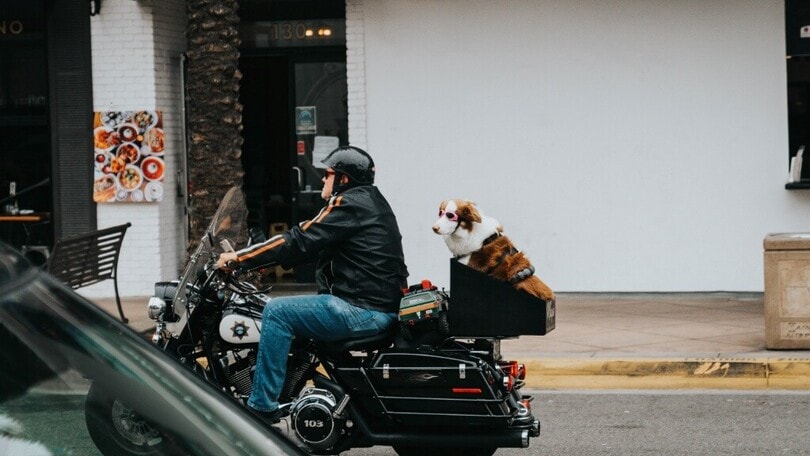 Animali in moto: regole e sanzioni sul trasporto degli amici a quattro zampe