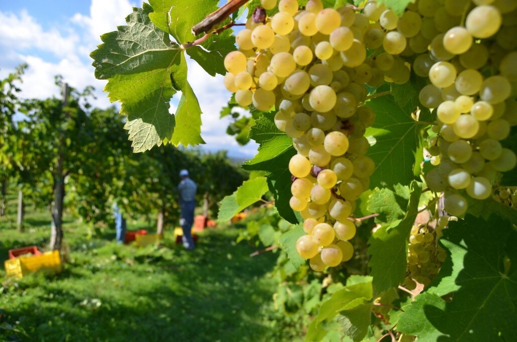 Viaggi in moto, dove andare nel weekend: tra le Colline del Prosecco