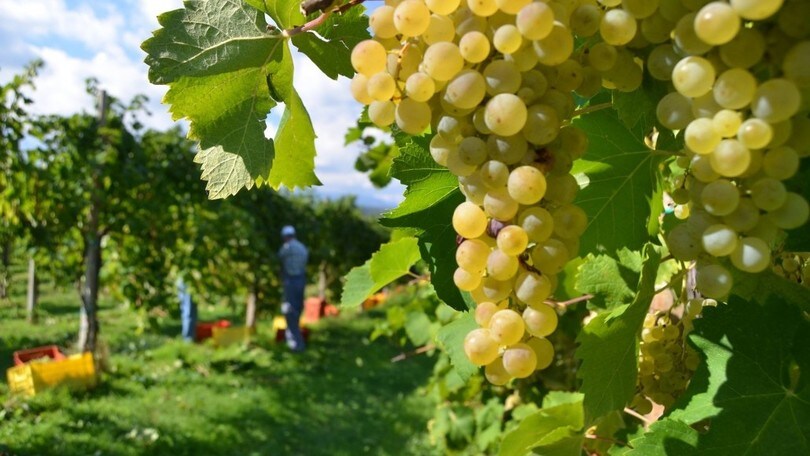 Viaggi in moto, dove andare nel weekend: tra le Colline del Prosecco