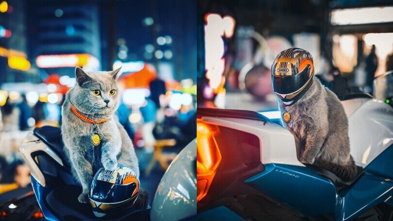 Il gatto biker in sella ad una CFMOTO