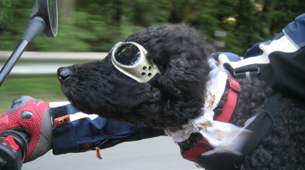 In moto col cane o il gatto? Si può, ma attenzione alle regole!