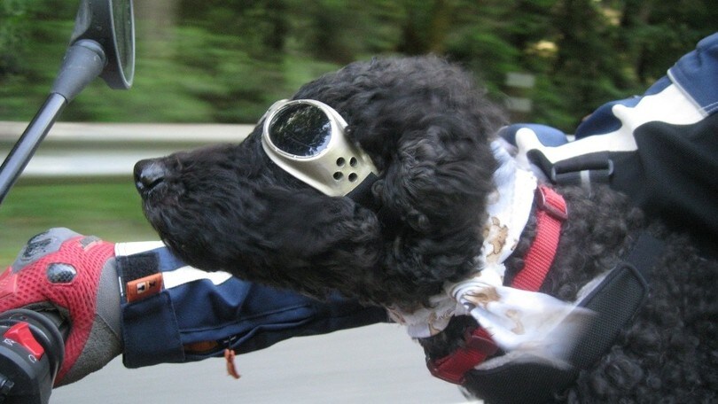 In moto col cane o il gatto? Si può, ma attenzione alle regole!