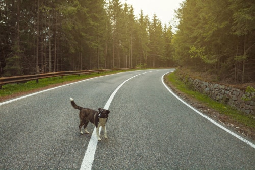 Investe e uccide un cane con la moto, i vigili multano il padrone