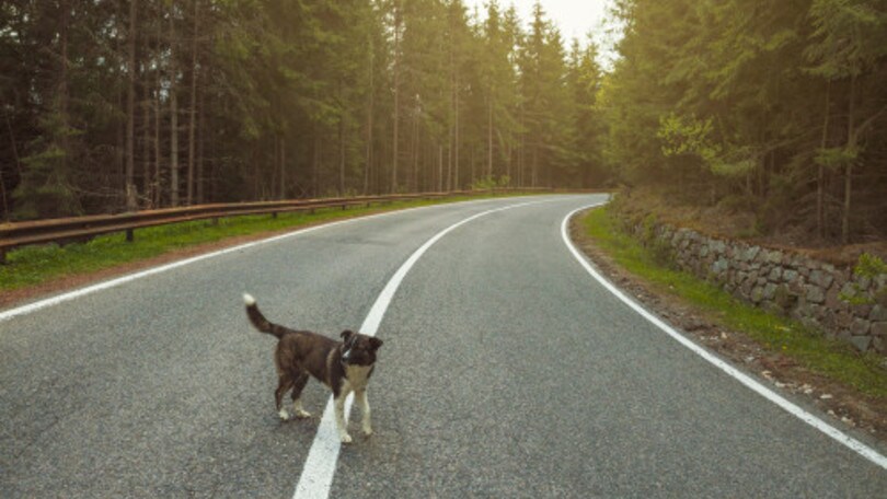 Investe e uccide un cane con la moto, i vigili multano il padrone