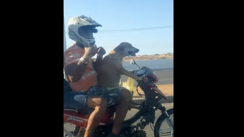 Chi lo ha detto che i cani non possono guidare una moto?