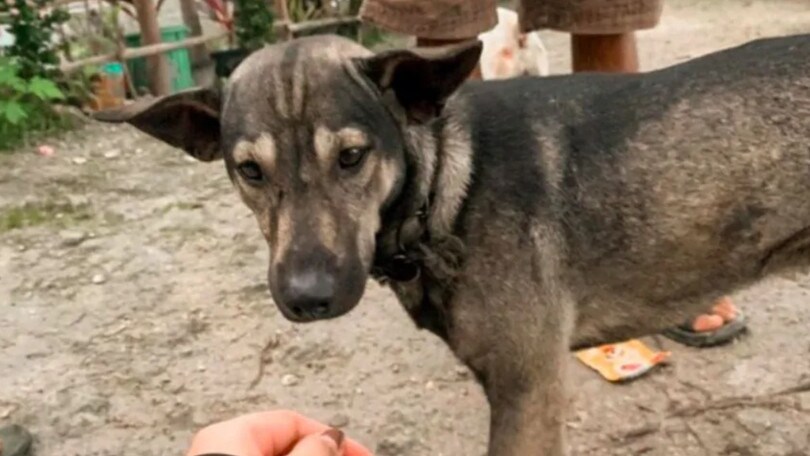 Motociclista salva neonato abbandonato: sul luogo grazie a un cane