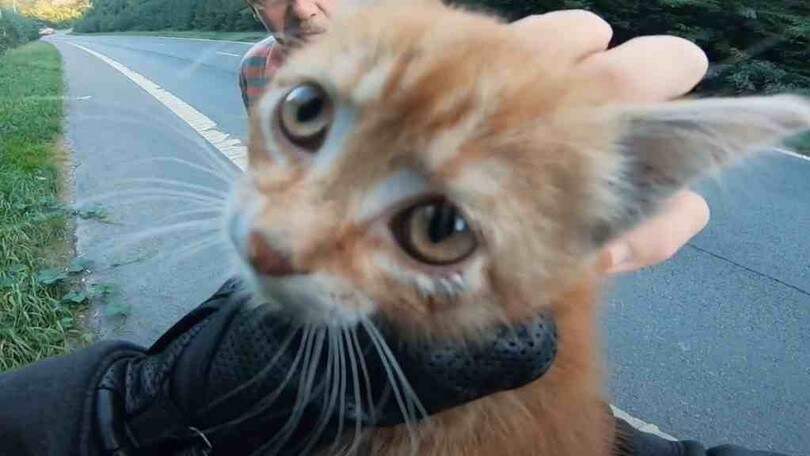 Motociclisti, brava gente: trova gatto sulla strada e lo salva da morte certa