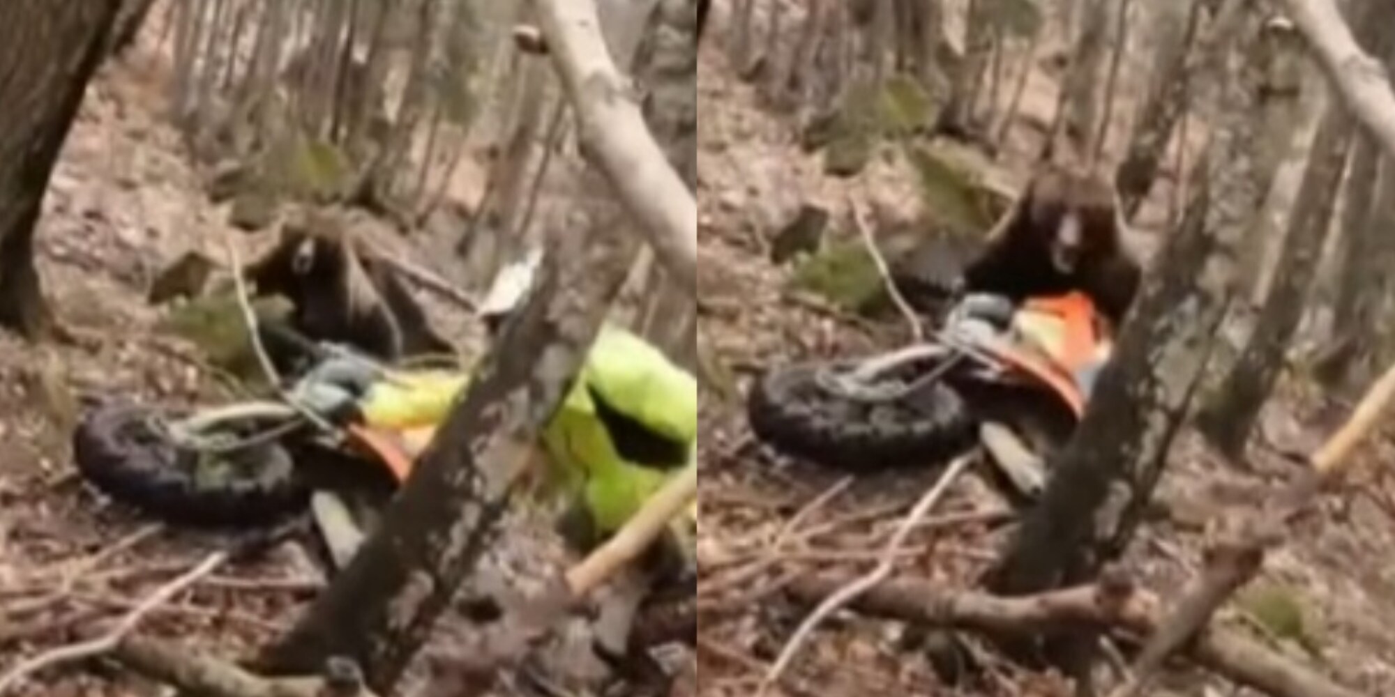 Cade mentre fa motocross, l'orso lo attacca! VIDEO