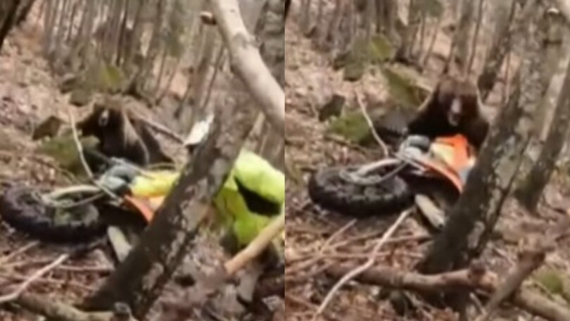 Cade mentre fa motocross, l'orso lo attacca! VIDEO
