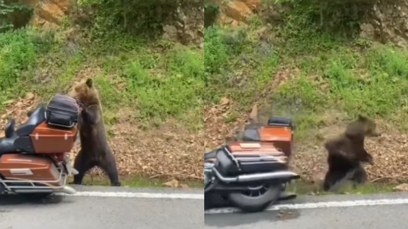 Un orso tenta di rubare una moto: le immagini sono impressionanti