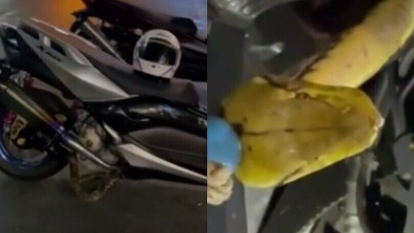 Pilota trova un pitone di 3 metri tra la ruota e la sella: immagini shock