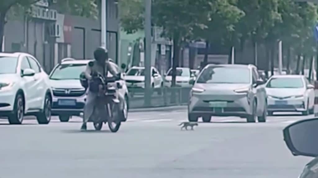 Motociclista dal cuore tenero: salva un gatto in mezzo al traffico