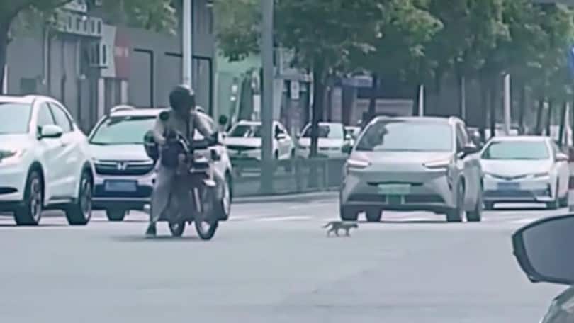 Motociclista dal cuore tenero: salva un gatto in mezzo al traffico