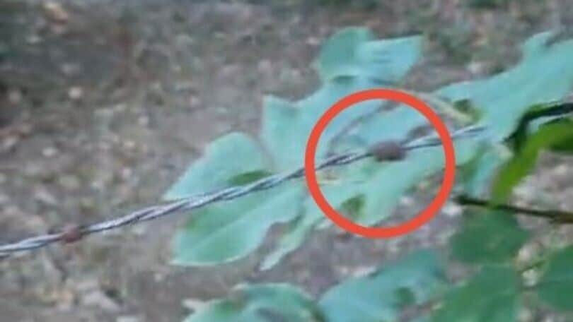 Filo spinato teso tra due alberi: ancora trappole per gli enduristi