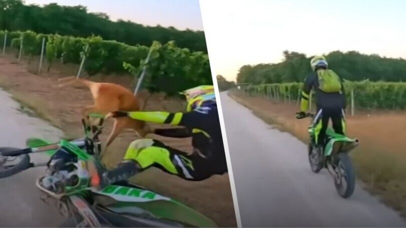 Cervo attraversa la strada ad un motociclista: il video diventa virale