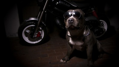 Suzuki TR50 Street Magic by IDM - LE FOTO