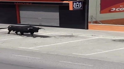Toro scatenato prende a cornate una moto VIDEO