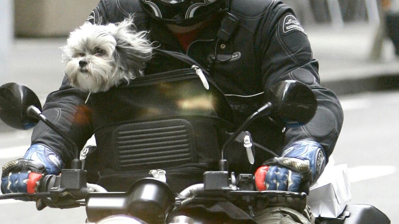 Cani in moto? Ecco cosa dice la legge per le due ruote