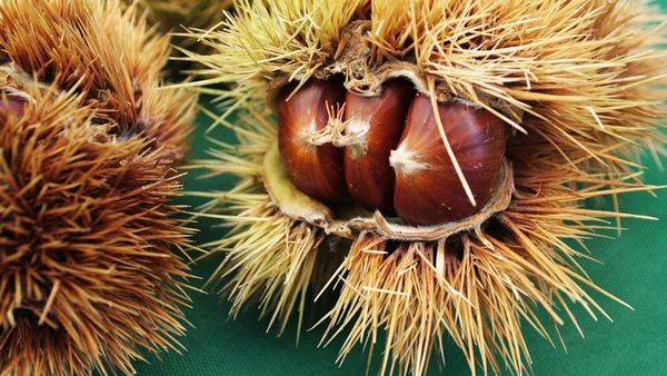 Sagre, le castagne si gustano a Paganico Sabino, Marcetelli e Montella