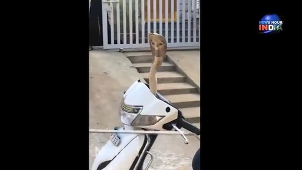 Honda con sorpresa: dallo scooter spunta un cobra VIDEO