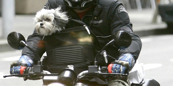 Cani in moto? Ecco cosa dice la legge per le due ruote