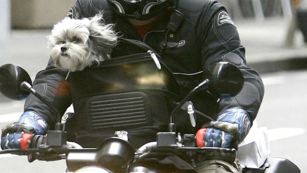 Cani in moto? Ecco cosa dice la legge per le due ruote